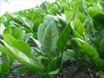 ホウレンソウの育て方と栽培管理のコツ（4月植える野菜）