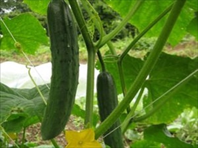 に 野菜 植える 月 4 家庭菜園の春｜3月～5月は野菜の栽培にいちばん適した時期