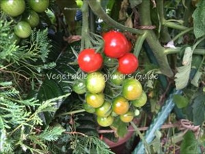 ミニトマトの育て方（4月植える野菜）