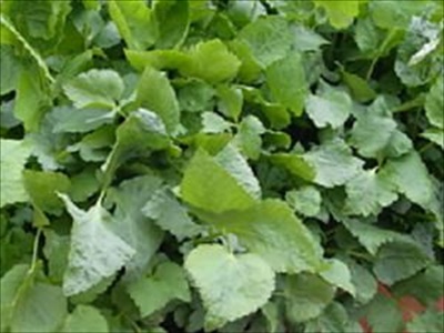 ミツバの育て方と栽培管理のコツ（4月植え野菜）