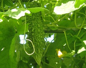 ニガウリの育て方と栽培管理のコツ（4月植え付ける野菜）