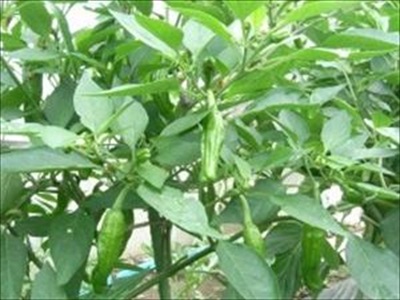 シシトウの育て方と栽培管理のコツ（4月植え野菜）