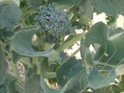 スティックセニョールの育て方と栽培管理のコツ（4月植える野菜）