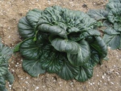 タアサイの育て方と栽培管理のコツ（4月育てる野菜）
