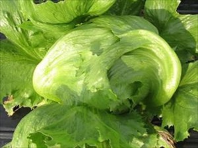 スティックセニョールの育て方と栽培管理のコツ（6植え野菜）