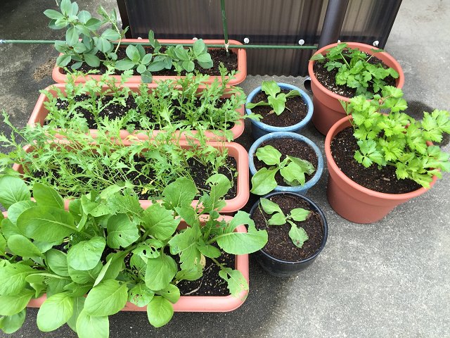 植木鉢で育つ野菜