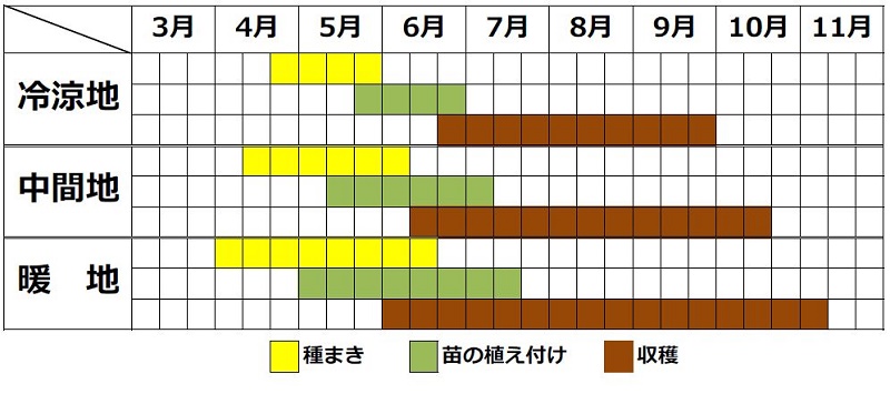 バジルの栽培カレンダー