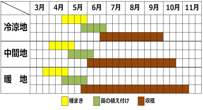 コリアンダー栽培カレンダー