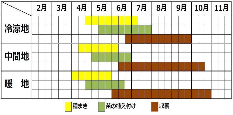 ミントの栽培時期（栽培カレンダー）