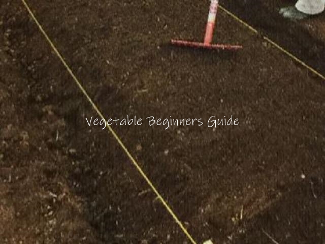メキャベツの土作り（露地栽培）