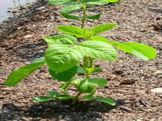 枝豆 枝豆 のおすすめの品種は