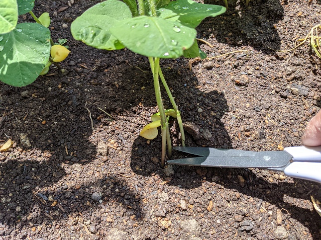 枝豆の栽培方法と育て方のコツ