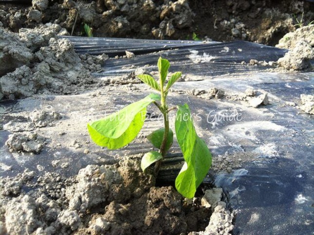 枝豆の栽培方法と育て方のコツ