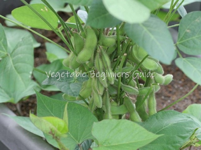 枝豆と混植できるコンパニオンプランツ