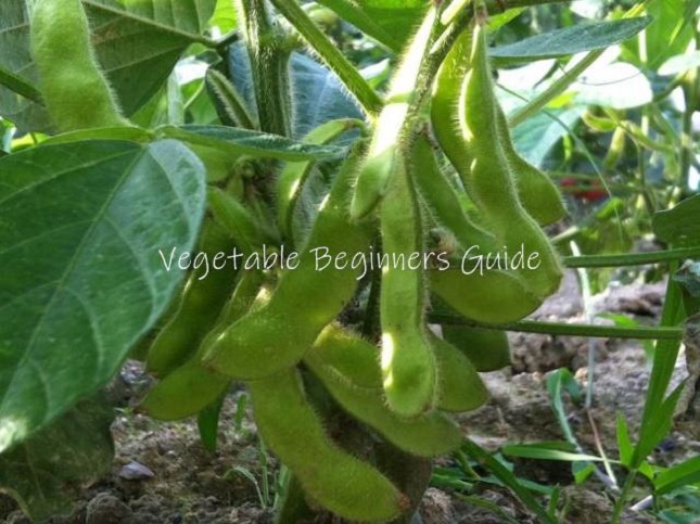 枝豆の育て方と栽培管理のコツ