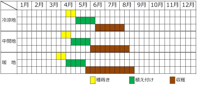 キュウリ栽培カレンダー