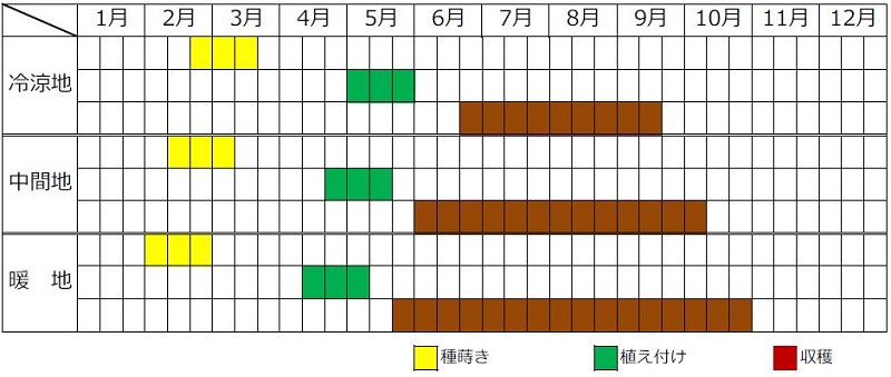 ナスの栽培カレンダー（植え付け時期・収穫時期）