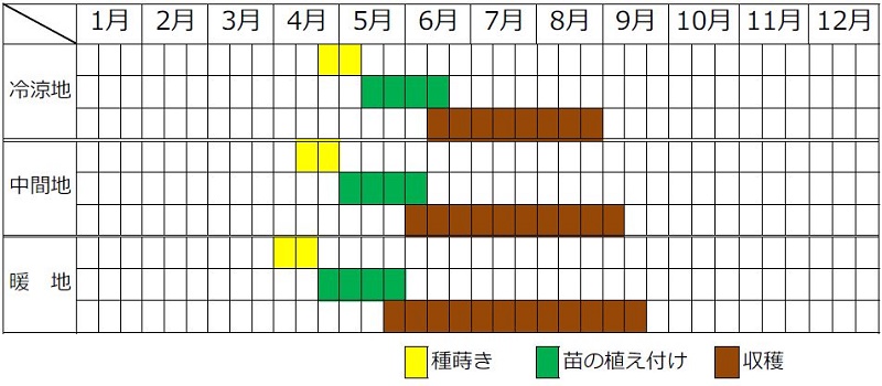 オクラの植え付け収穫カレンダー