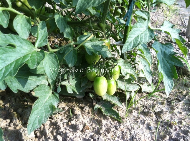 ミニトマトの栽培方法と育て方のコツ