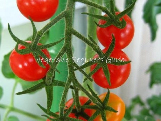 種まき 時期 トマト ミニトマトの栽培｜種まきや苗植え、プランターでの育て方は？