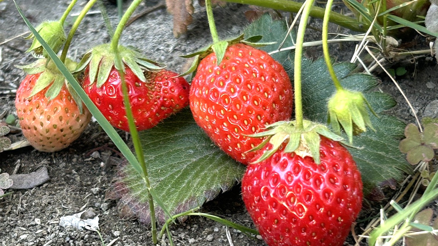 苺の苗の植え方