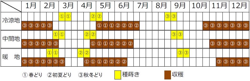 ダイコン栽培カレンダー（種まき時期・収穫時期）