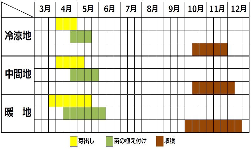 キクイモの栽培カレンダー