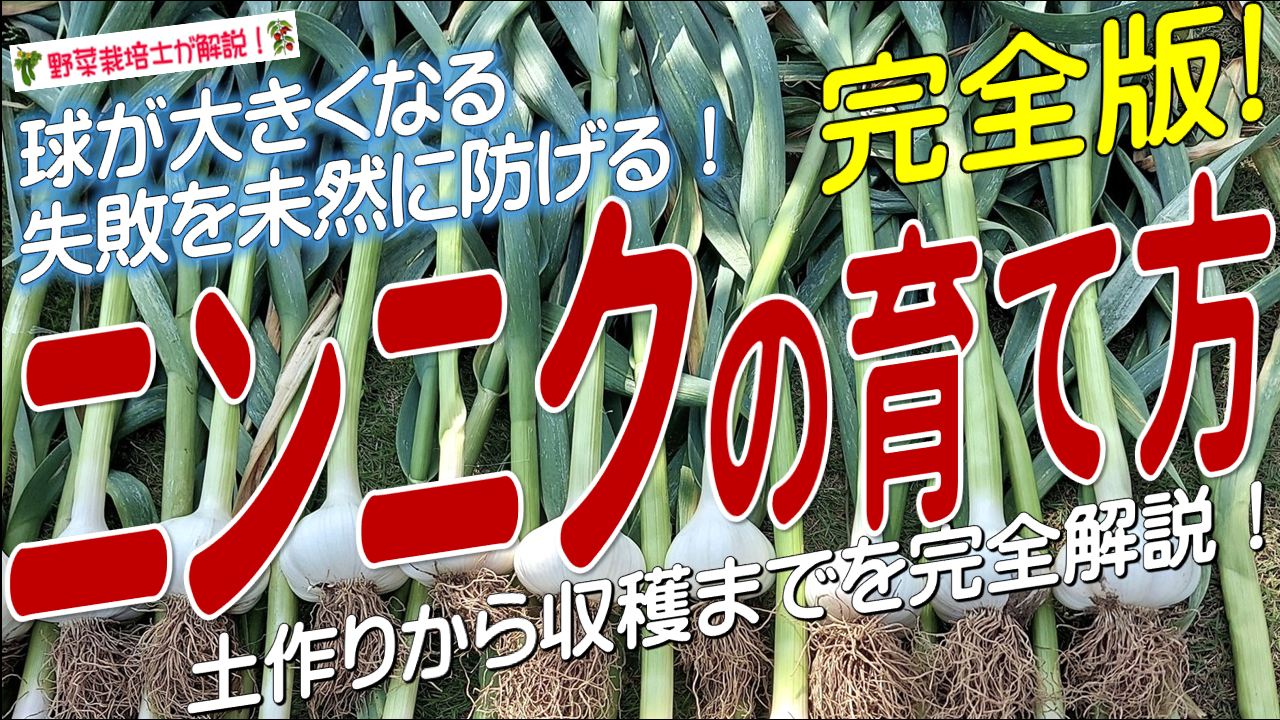 ニンニクの上手な育て方