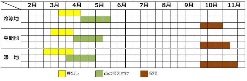 サトイモ栽培カレンダー