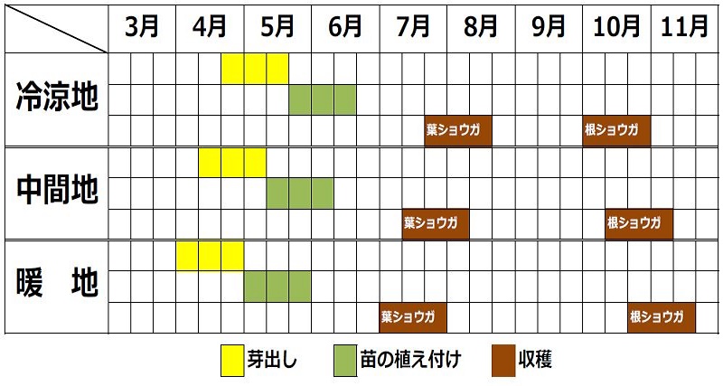 ショウガの栽培カレンダー（植え付け時期・収穫時期）