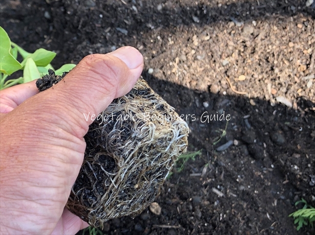 ニガウリの植え付け時期></p>
              <hr>
              <p>ポットより一回り大きい植え穴を掘っておき、その中に根鉢を壊さないようにそっと入れます。周囲の土を根元に寄せて手のひらで上から軽く押さえます。<br>
              <br>
              苗は根鉢の表面と周囲の用土と同じ高さになるように植えましょう。この理由は、ニガウリの根は浅い位置で横へ拡がって伸びるからです。（参考：<a href=