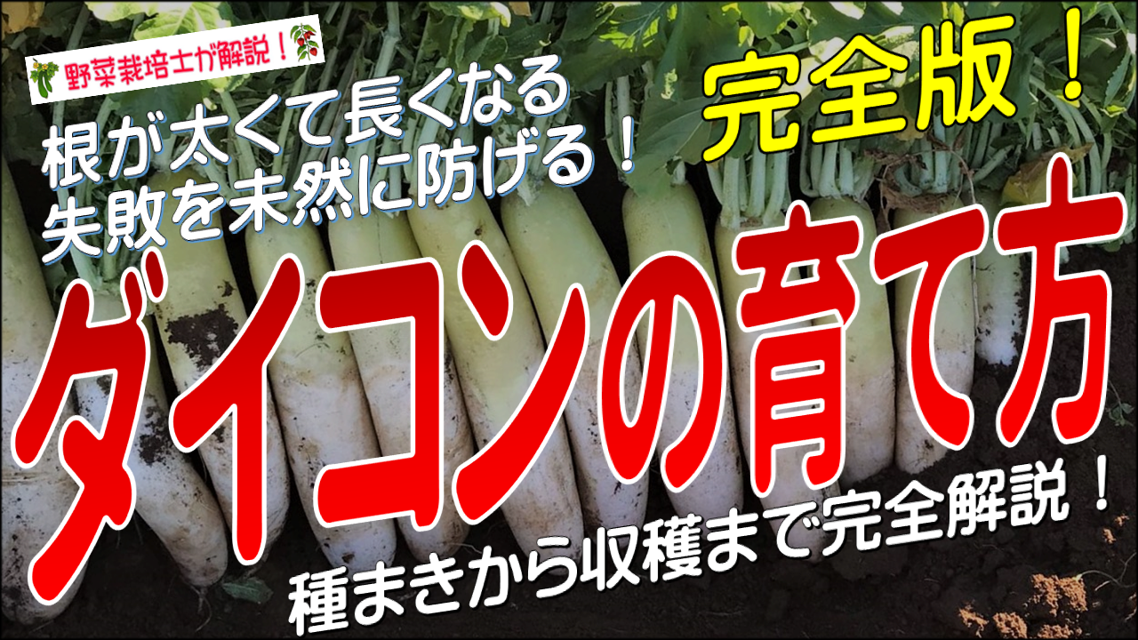 ダイコンの上手な育て方