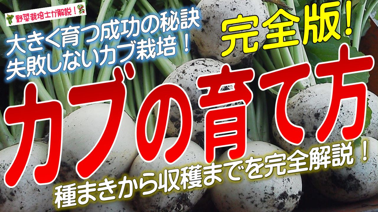 カブの育て方