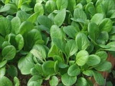 12月に植える野菜の種類は