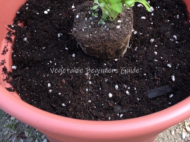 茎レタスの苗の植え方（手順）