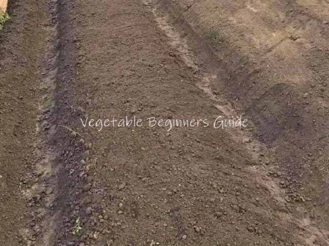 チョロギの土作りと畝作りのやり方