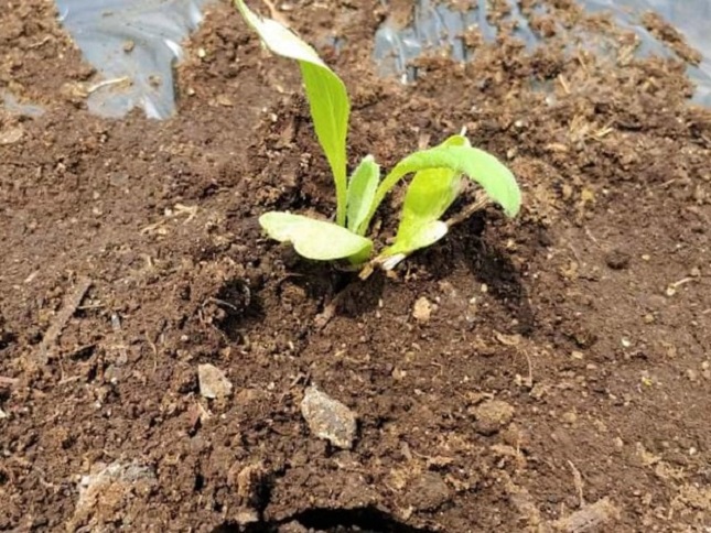 アンティチョークの苗の植え付け