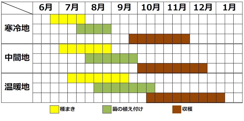 カリフラワーの栽培カレンダー