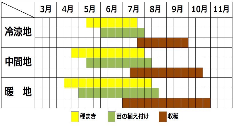 エンサイ栽培カレンダー
