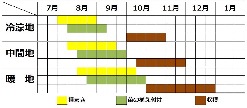 ハクサイ栽培カレンダー（秋まき）