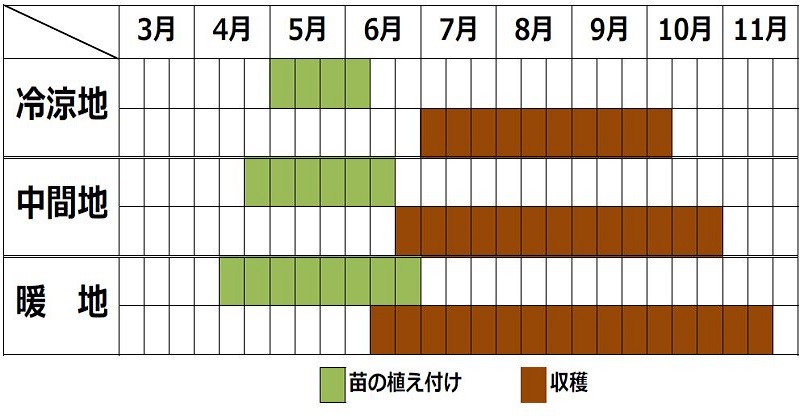 キンジソウの栽培カレンダー