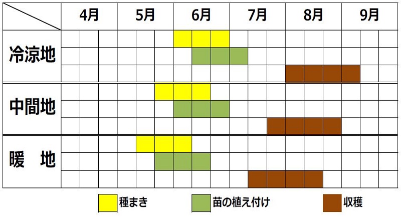 キンサイ（チャイニーズセロリ）の栽培カレンダー