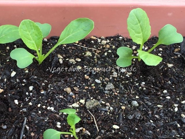 小松菜 コマツナ の育て方と栽培のコツ
