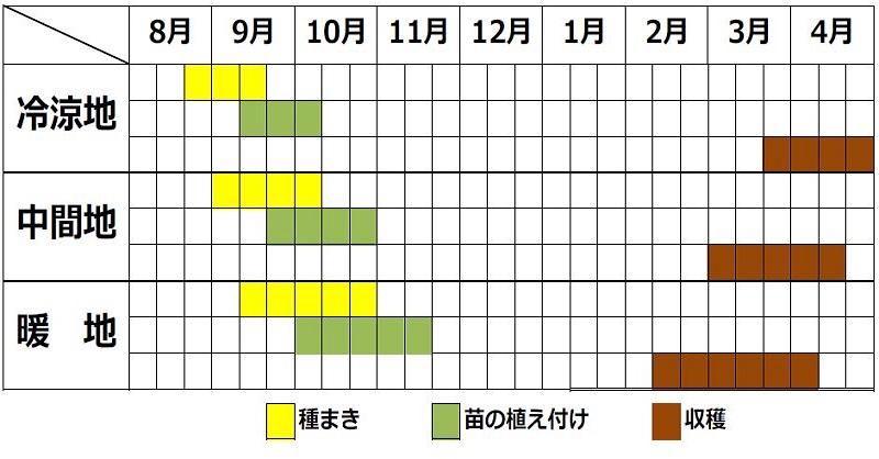 コウサイタイの栽培カレンダー