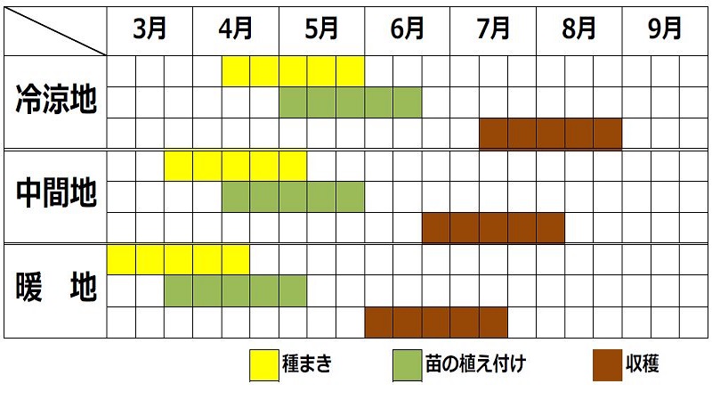 茎レタスの栽培カレンダー