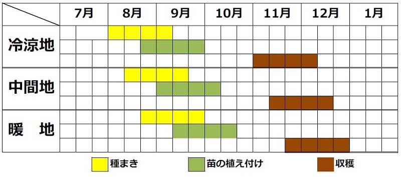メキャベツの栽培カレンダー