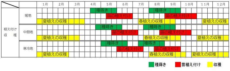 メキャベツ栽培カレンダー（種まき時期・植え付け時期・収穫時期）