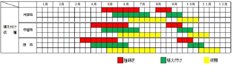ミツバ栽培カレンダー（種まき時期・植え付け時期・収穫時期）