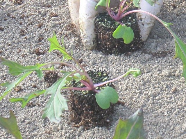 ミズナ 水菜 の簡単な育て方