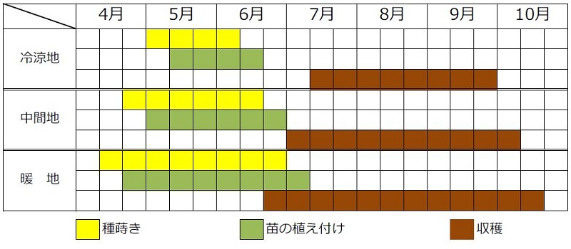 モロヘイヤの栽培時期・栽培カレンダー